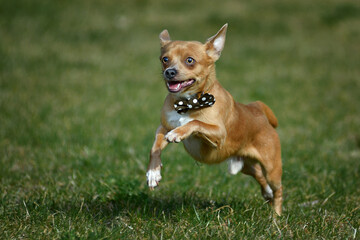 Little dog chihuahua running over the meadow