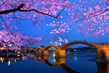 満開の桜と錦帯橋のライトアップ