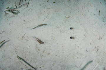A Lesser Electric Ray, Narcine bancroftii, is found camouflaging itself on a sandy seafloor in Belize. This animal can discharge a shock between 14-37 volts, primarily used for defense.