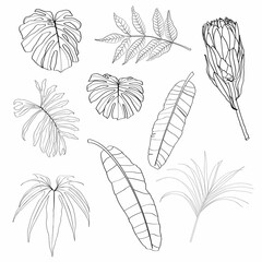 Line leaves and flowers set illustration. Beautiful natural outline icon or clip art. Exotic tropical jungle plant symbol. Monochrome isolated elegant and feminine element.