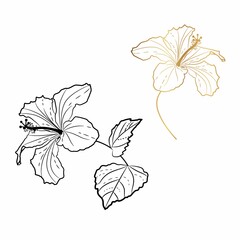Golden and Black line Hawaiian Hibiscus Flower Chenese Rose. Flora and Isolated Botany Plant with Petals. Tropical Karkade or Bissap Herbal Tea.