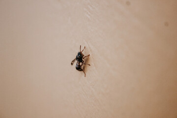 Ant on the wall