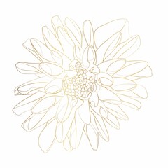Golden line Dahlia Flower. Flora and Isolated Botany Plant with Petals. 