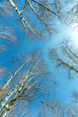  high birch trees against clear blue sky