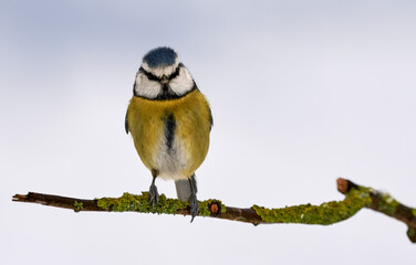 Close-up of a Blue tit bird (Cyanistes caeruleus) on a small branch in winter
