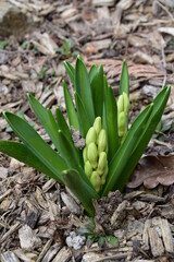 Obraz premium Hyazinte