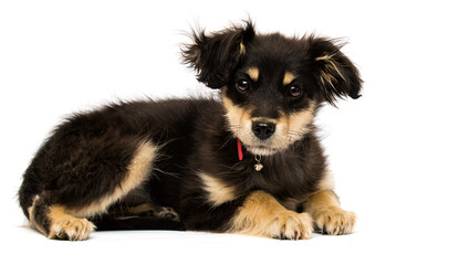 little puppy in a red collar on a white background