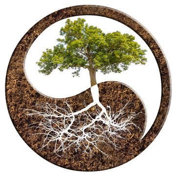 Arbre yin yang 