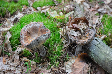 A pair of old dried russula in a dry forest. How uncollected mushrooms survive.
