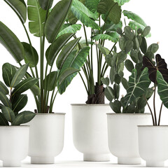 exotic plants in a white pot on white background