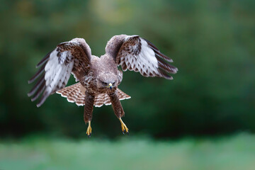 Common buzzard, buteo buteo, flying in the forest in the Netherlands with a green background