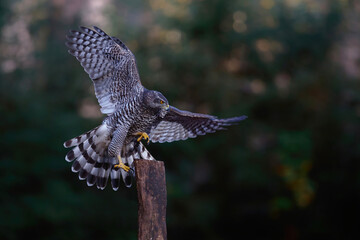 Northern goshawk (accipiter gentilis) spreading his wings in the forest of Noord Brabant in the Netherlands