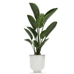 banana palm in a black pot on a white background