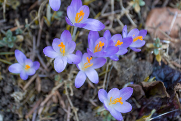 spring crocus flowers