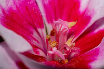 Fototapeta na wymiar foto macro de una flor de geranio . Pelargoniu