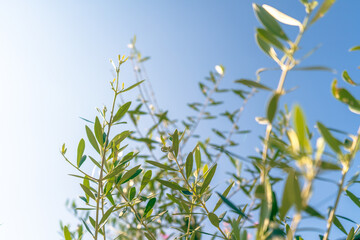 オリーブ。快晴。