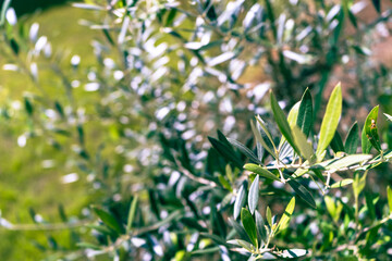 オリーブ。快晴。