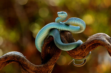 The White-lipped pit viper