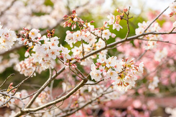 桜の花
