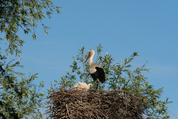 white stork with little ones in the nest
