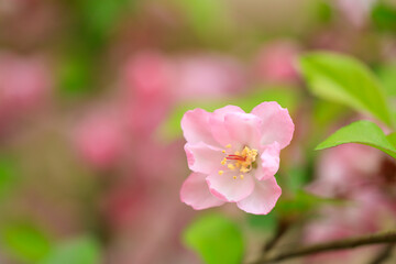 ピンクの花海棠（ハナカイドウ）