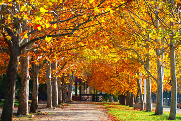 autumn city at bright sunny day, maple trees alley with yellow leaves