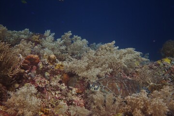 Fototapeta na wymiar Reef scene with turtle