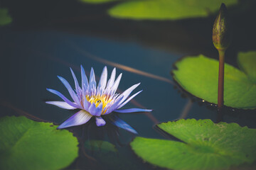 blue lotus flower blossom or water lily blooming in pond with sunlight in garden outdoor nature.