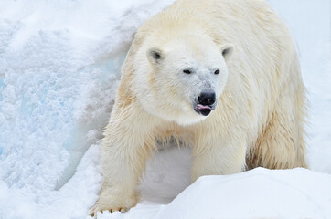 Plakat polar bear in the snow