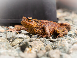 The common British toad (bufo bufo) is an amphibian widespread throughout mainland Britain and on many surrounding UK islands. 