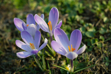 Wiosna