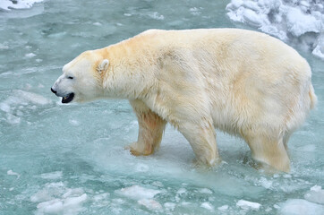 white polar bear