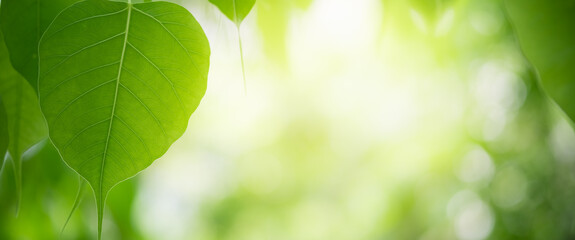 Amazing nature view of green leaf on blurred greenery background in garden and sunlight with copy space using as background natural green plants landscape, ecology, fresh wallpaper.