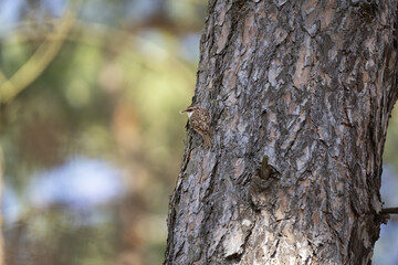 Obraz premium Long-toed slider in the wild