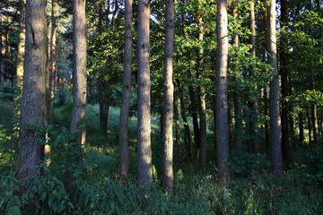 Pine trees trunks with sun rays in dark East European pine forest at summer evening 
