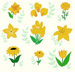 Variety of yellow flowers