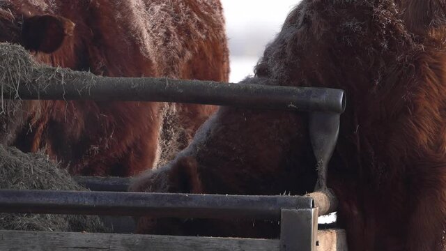 Close view of a red Angus cow with its head down eating hay during a cold winter.