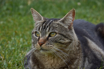 Naklejka na ściany i meble Portrait view of curious face cat on the grass