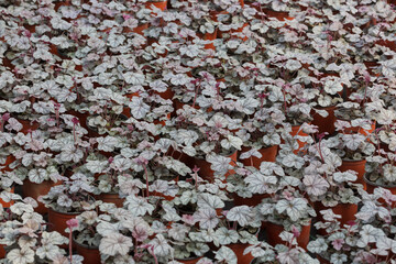 Colored Heuchera Leaves in Spring Outdoors，Heuchera micrantha Douglas ex Lindl
