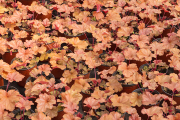 Colored Heuchera Leaves in Spring Outdoors，Heuchera micrantha Douglas ex Lindl