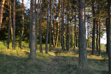 Fototapeta premium Beautiful pine trees with sun rays in East European pine forest at summer evening 