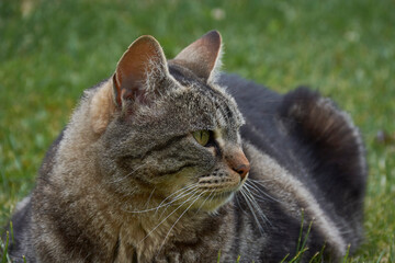 Portrait view of curious face cat on the grass
