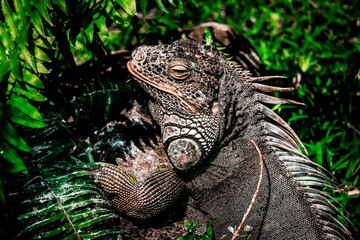 The Green Iguana Living At The Madras Crocodile Bank Trust and Centre for Herpetology, ECR Chennai, Tamilnadu, South India
