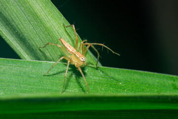 spider on leaf
