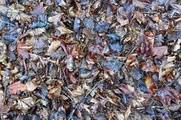 brown heap of leaves lying in forest
