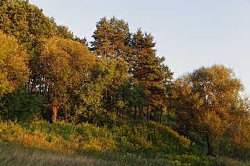 The sun shine on the trees in green forest edge hill on blue sky background, a beautiful Russian natural forest landscape at Sunny summer evening