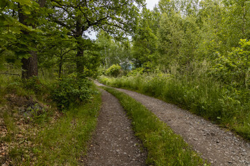 Fototapeta na wymiar Long path with bushes and fields around in Kaczawskie mountains