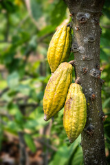 Cacao tree with cacao pods in a organic farm..