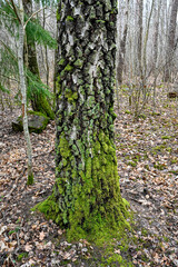 green moss growing on tree trunk in forest
