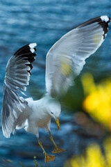 Gaviota posándose